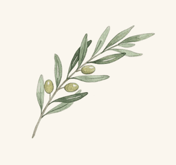 The Olive Branch Experience